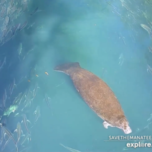 Silver Springs Above Water Manatee