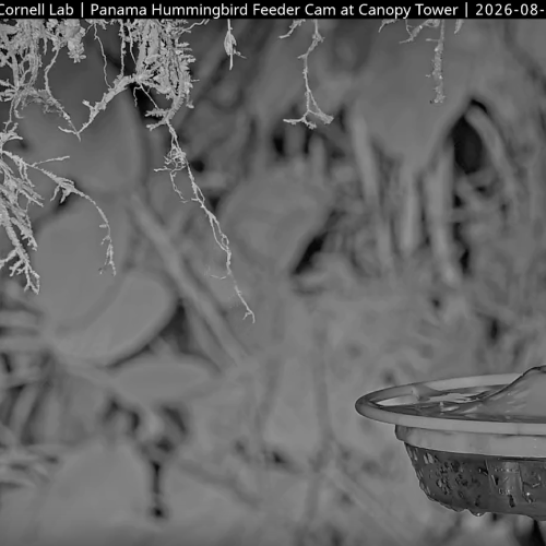 Panama Hummingbird Feeder Live: Canopy Lodge Birdwatching