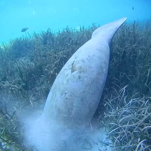 Silver Springs Manatee Underwater Live Cam