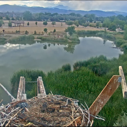 Boulder Reservoir Nest Cam: Live View of the Front Range