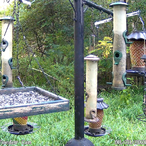 Lujiigarden Bird Feeder Live Camera | Pittsburgh, PA