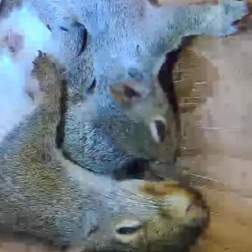 Pittsburgh Screech Owl Nest Box Live Camera