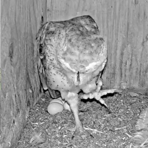 Barn Owl Nest Live Camera: Gainesville, Florida