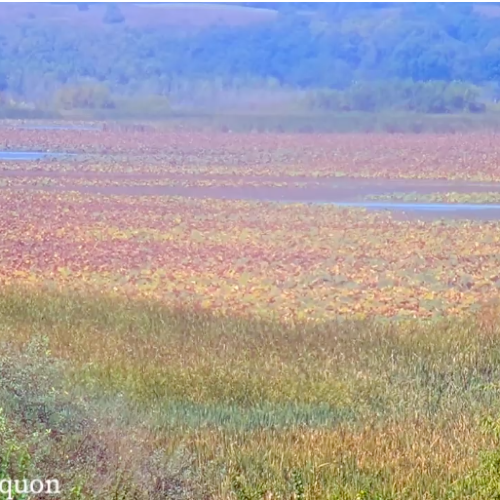Emiquon National Wildlife Refuge Live Webcam: Illinois Wetland Views