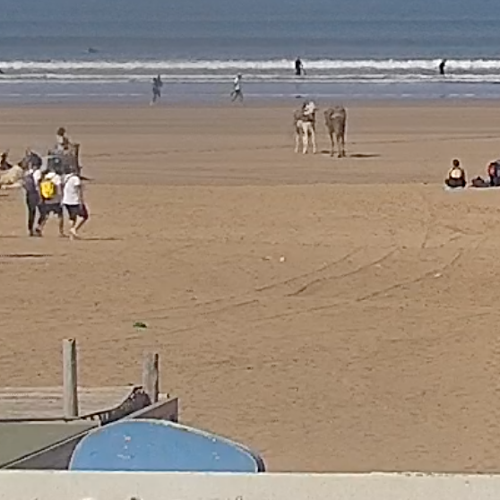 Live Essaouira Beach Webcam: Morocco's Windy Coast & Camel Rides