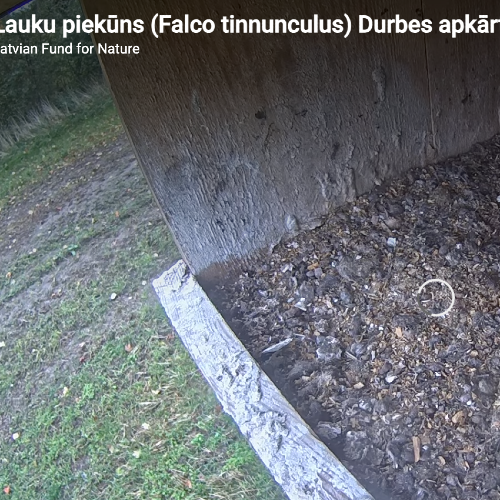 South Kurzeme Municipality Wildlife Webcam 🌳 Live Nature Stream, Latvia