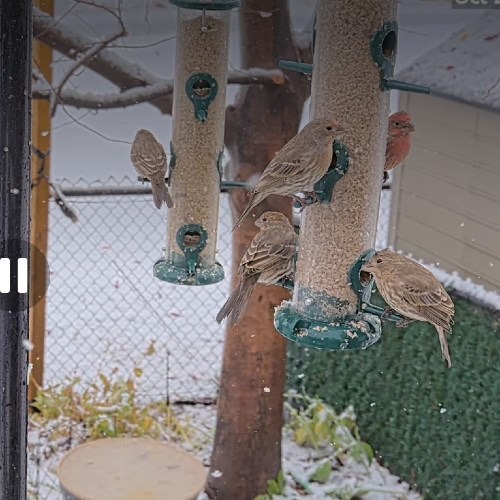 Taber Alberta Live Webcam: Municipal District & Winter Bird Watch