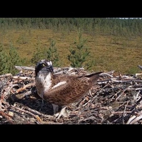 Osprey Nest Live Stream in Satakunta, Finland