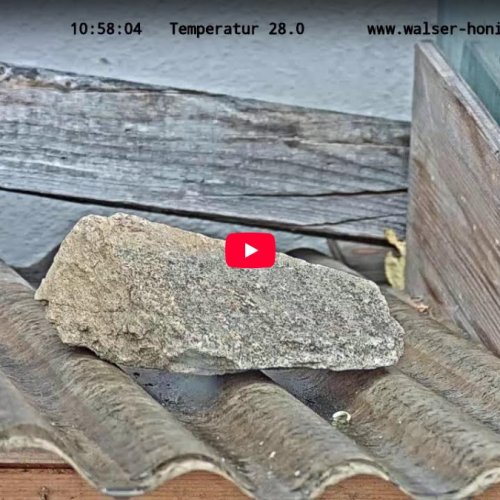 Live Honeybee Webcam: Riezlern, Austria 🐝 Alpine Beehive Activity