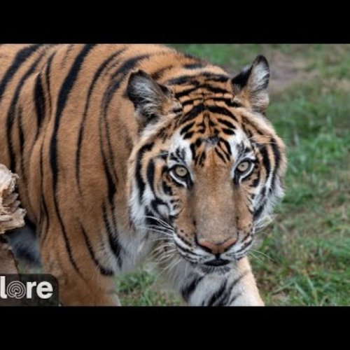 Big Cat Sanctuary Webcam | Tampa, USA