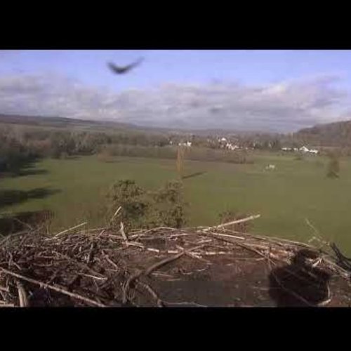 Storks Nest in Lindheim | Altenstadt, Germany | Live Webcam