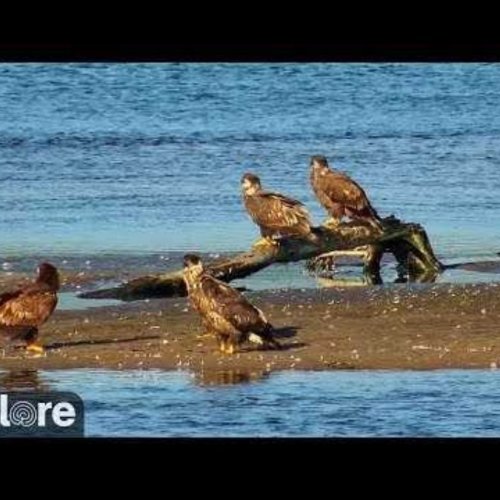 Mississippi River Flyway Live: Bird Migration & Wildlife in Brice Prairie