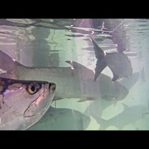 Underwater Tarpon Feeding Live from Key West