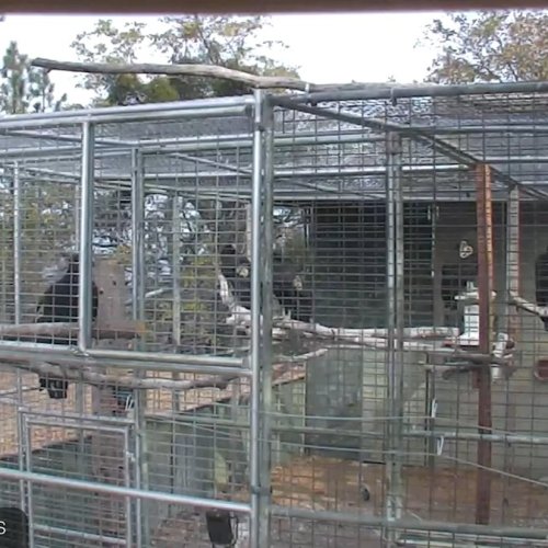 San Simeon Condor Live Camera: Watch California Condors in Real-Time