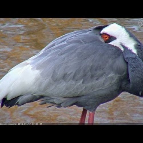 Live: Trevor Zoo Pond Webcam, Millbrook School, NY