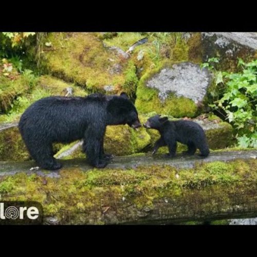 Wildlife Observatory Lower Falls & Caves, Tongass National Forest