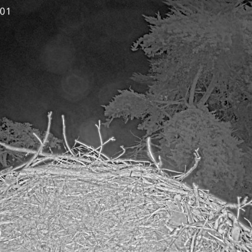 Channel Islands Bald Eagle Nest Live Stream