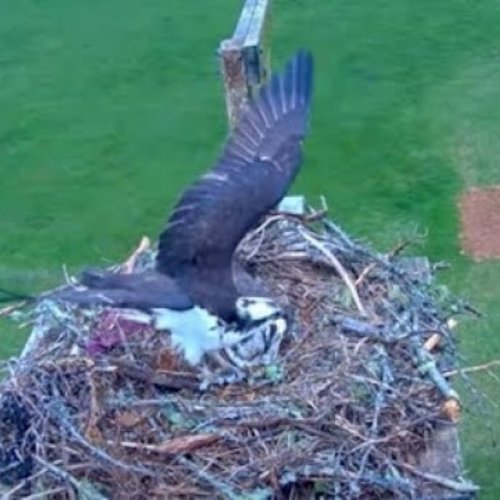 Grand Tracadie Eagle Nest Live Camera | Prince Edward Island