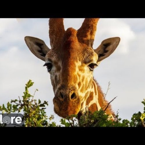 Live African Wildlife: Laikipia River Webcam, Kenya