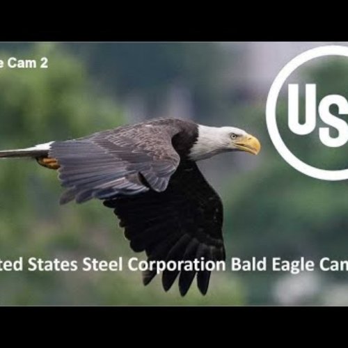 Bald Eagle Nest Over The Monongahela River