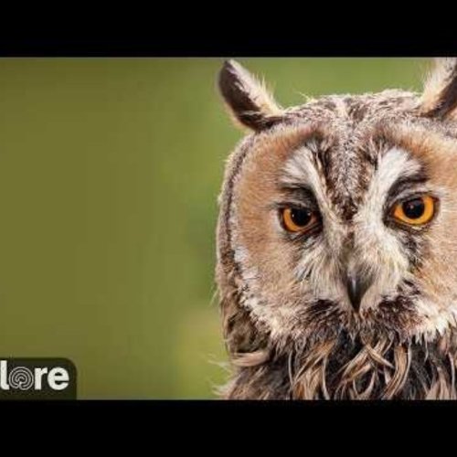Long-Eared Owl: Live Wildlife Camera in Missoula, Montana