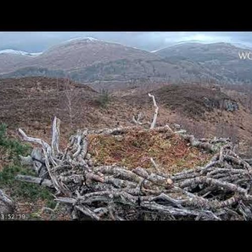 Loch Arkaig Ospreys: A Live Look at Nature's Majesty 🏞️