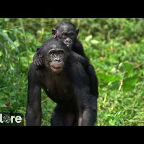 Bonobo Nursery Live Stream: Kinshasa, Democratic Republic of the Congo