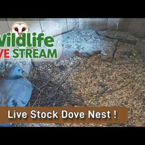 Stock Dove Nest Live Stream in Sheffield