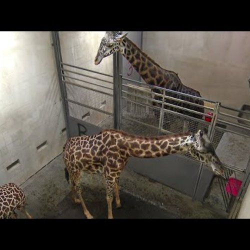 Giraffe Barn At Greenville Zoo | Live Animal Cam