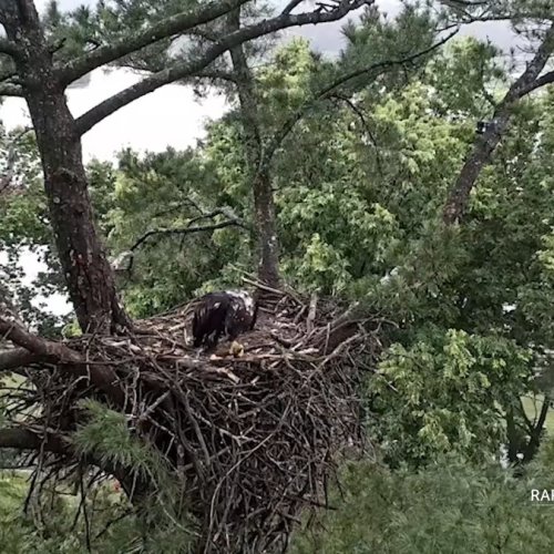 Trempealeau Bald Eagle Live Webcam: Watch Rearing Activity in Real-Time