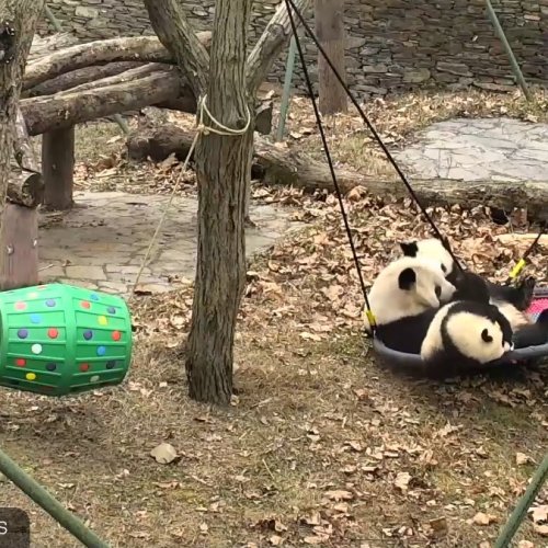 Wolong Grove Panda Yard Live Cam: Watch Giant Pandas Play
