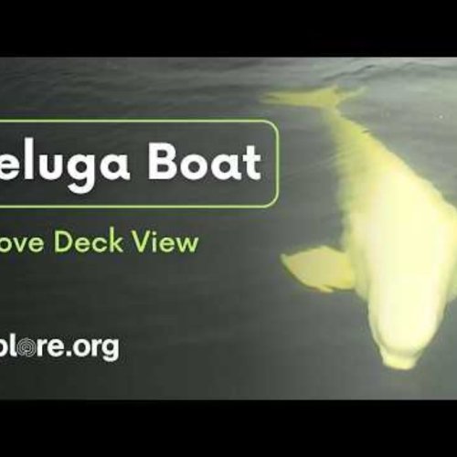 Live Beluga Whale Watch: Above Deck View in Churchill, Canada