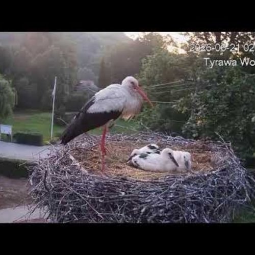 White Stork Nest in Tyrawa Wołoska, Poland