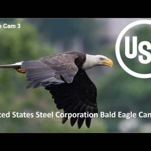 Bald Eagle Nest Live Cam in Pittsburgh, Pennsylvania