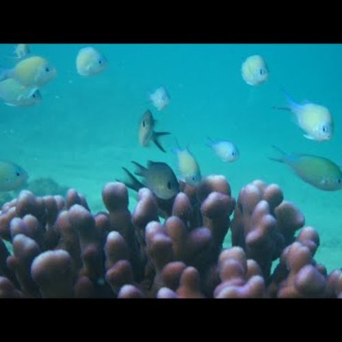 KAUST FishKam: Live Underwater Mecca, Saudi Arabia