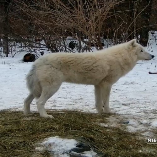 Live Wolf Webcam: International Wolf Center, Ely, Minnesota