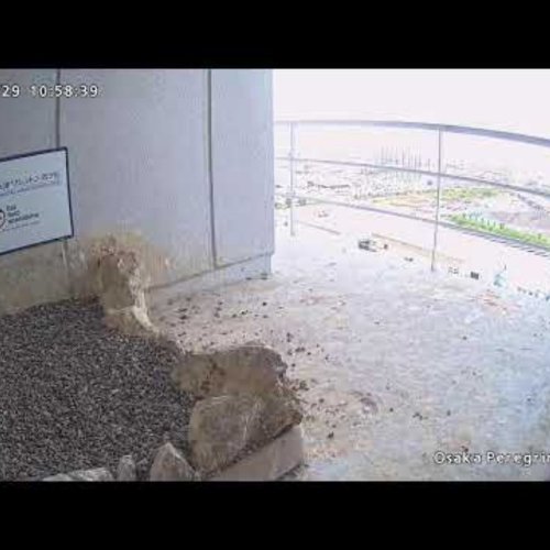 Izumiotsu Peregrine Falcon Nest Live Stream in Osaka, Japan