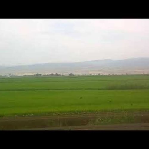 Sacramento Valley Rice Fields Live View