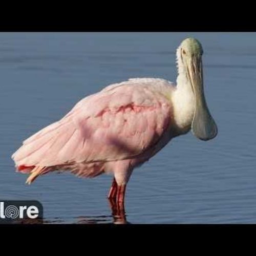 Anastasia Alligator Spoonbill Swamp Live Webcam