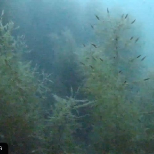 Catalina Marine Reserve Live Underwater Camera