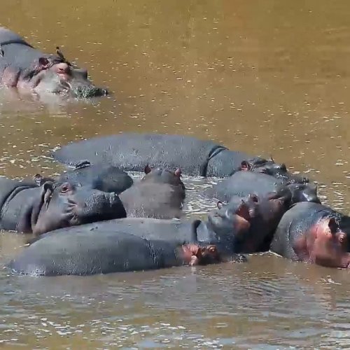Mpala Research Centre Live: African Wildlife Watering Hole Webcam
