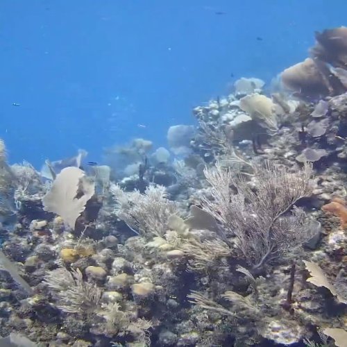 Utopia Village Reef Live Camera: Underwater View of Los Cayitos, Honduras