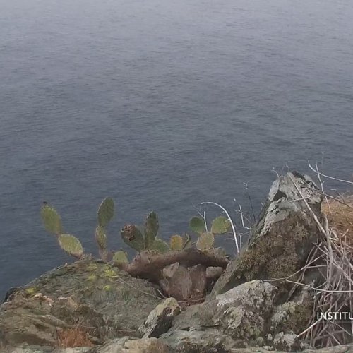 Catalina Harbors Bald Eagle Cam - Live Views from Avalon