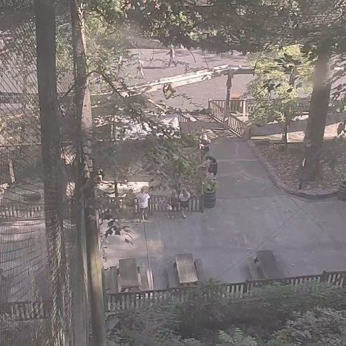 Pigeon Forge Live Weather Cam: Real-Time Mountain Views & Town Activity