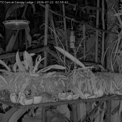 Panama Fruit Feeder Live: Wildlife at Canopy Lodge, Anton Valley