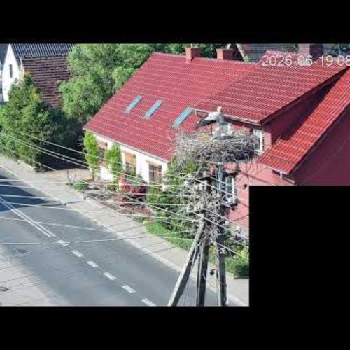 Kosieczyn Stork Nest Live View