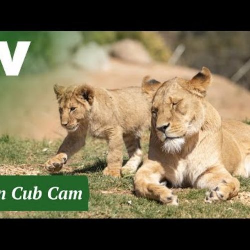 Lions at Werribee Open Range Zoo, Australia