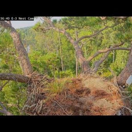 Bald Eagle Nest Cam: Kisatchie National Forest Live