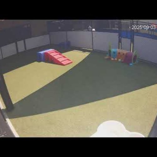 Audubon Play Yard Live: Animal Enrichment in New Orleans, LA