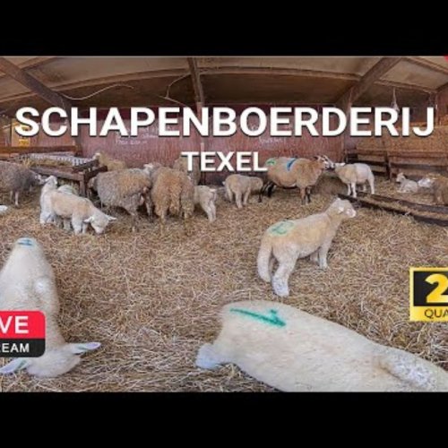 Texel Sheep Farm Live Webcam: Barn Life in Schapenboerderij
